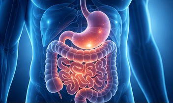 Gastroenterology – digestive system